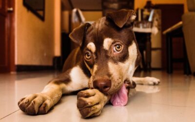 Dermatite psicogênica em cães (dermatite acral por lambedura)