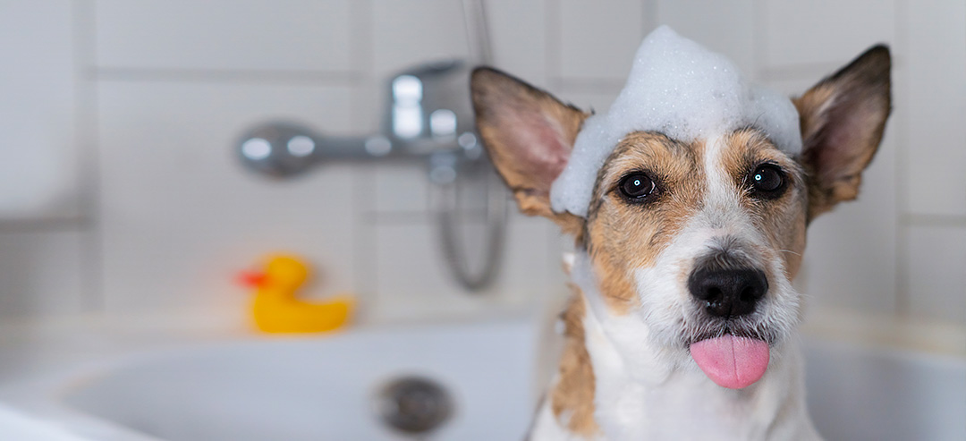 Cuidando da pele do seu animal – Banhos e Demais cuidados