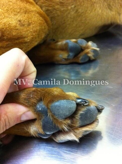 pênfigo foliáceo em cães apos tratamento de 2 meses