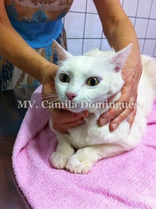 pênfigo foliáceo em gatos apos tratamento